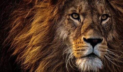 Via Alexas no <a href="https://www.pexels.com/photo/close-up-photo-of-lion-s-head-2220336/" rel="nofollow">Pexels.com</a>