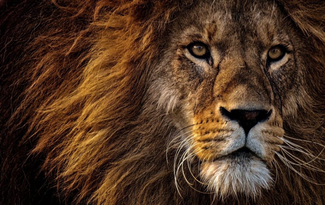 Fotografia com um close do focinho de um leão