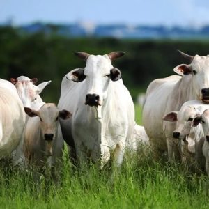 Bancos vão cortar crédito de frigoríficos que  compram gado de áreas de desmatamento ilegal da Amazônia e do Maranhão