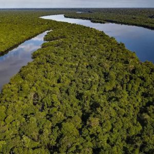 Com novo fundo, Brasil poderia receber até US$ 1,3 bi por ano para manter floresta de pé