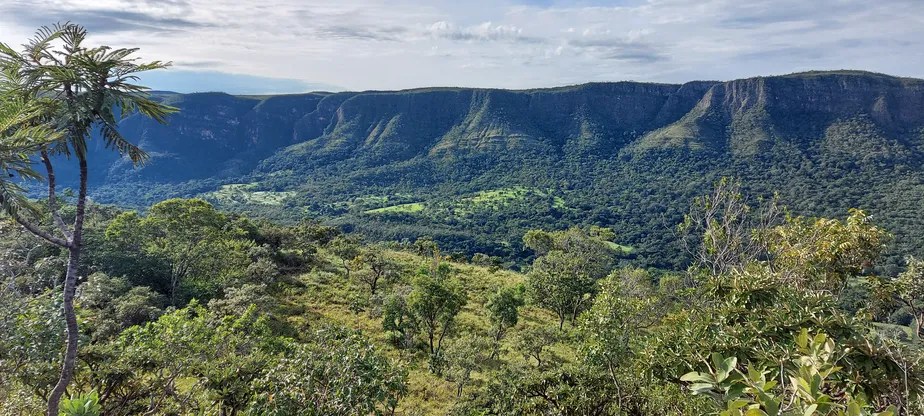 Projeto Biomas, Grandes empresas se unem para restaurar, conservar e preservar 4 milhões de hectares de florestas nativas no Brasil