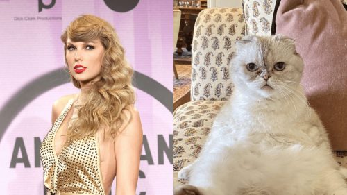Olivia Benson, gata da cantora Taylor Swift, é o terceiro pet mais valioso do mundo