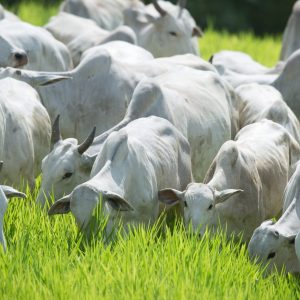 Foto de uma bovinocultura
