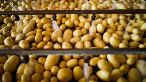 Processamento de batatas. Foto: Wenderson Araujo/CNA
