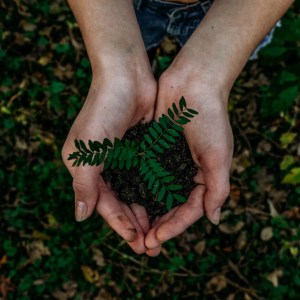 Foto para a matéria sobre ESG no agronegócio em que aparece uma mão segurando uma muda de planta. Ao fundo, um chão com terra e mato.